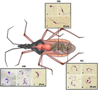 The Influence of Environmental Cues on the Development of Trypanosoma cruzi in Triatominae Vector